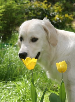 Retriver