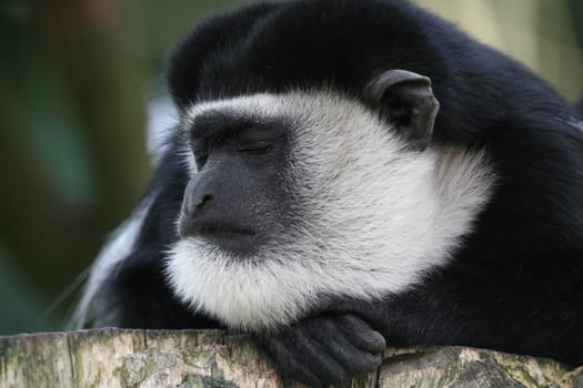 Colobus guereza