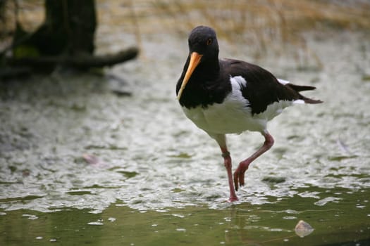 Haematopus ostralegus