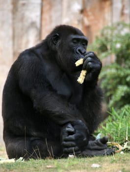Gorilla gorilla