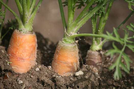Carrots from organic farming
