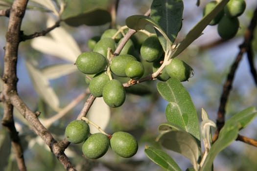 Olives on the tree