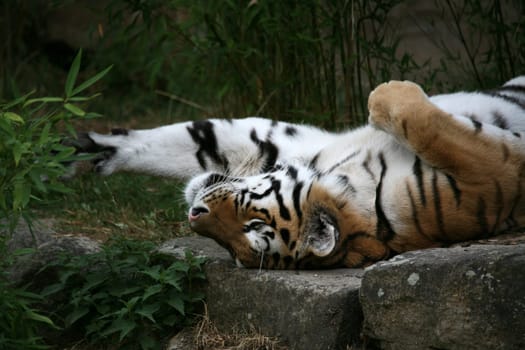 Siberian tiger