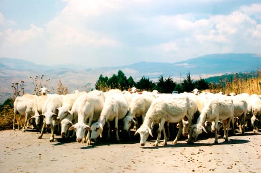 Flock of sheep