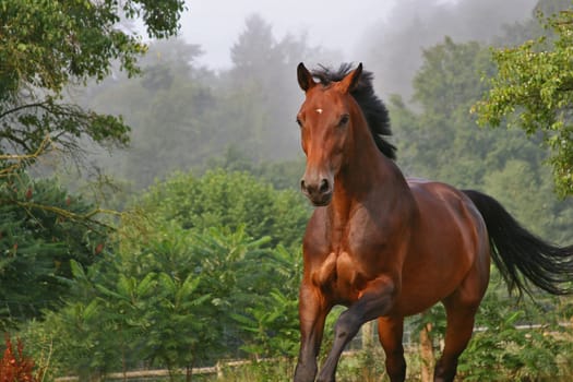 Shooting in July,horse was just too fast .. that's why the hooves are missing -)