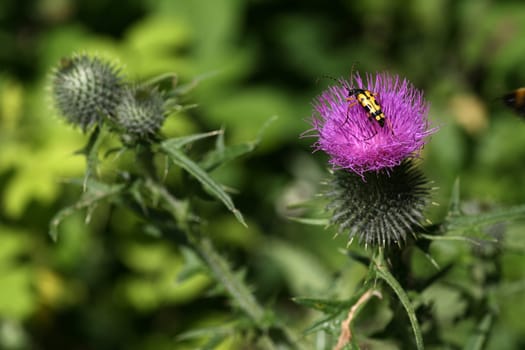 Spotted narrowbuck on the flower of a thistle