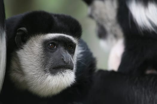 Pied tamarin