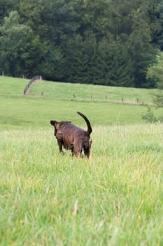 A dog goes its own way