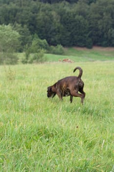 A dog goes its own way