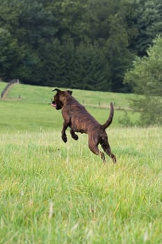A dog goes its own way