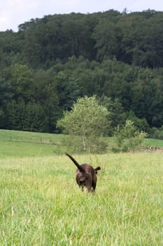 A dog goes its own way