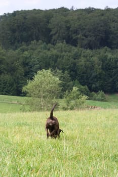 A dog goes its own way