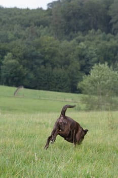 A dog goes its own way