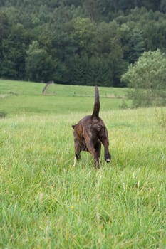 A dog goes its own way