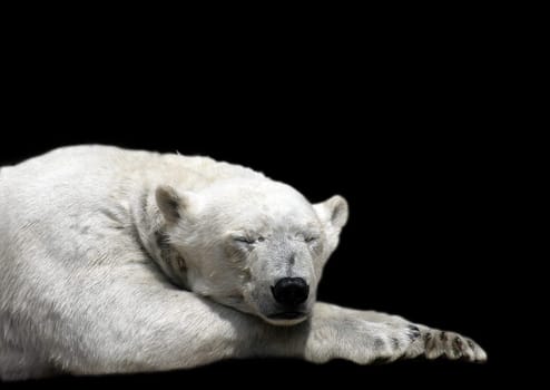 Tired polar bear