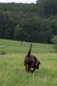 A dog goes its own way