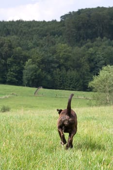 A dog goes its own way