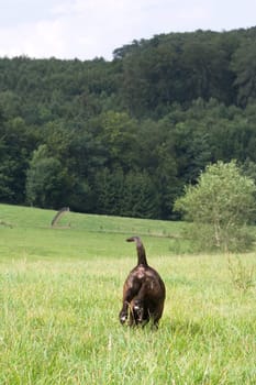 A dog goes its own way