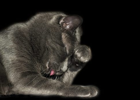 My Bonnie - ... the day after or don't talk to me!