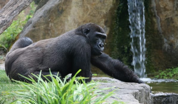 Gorilla gorilla