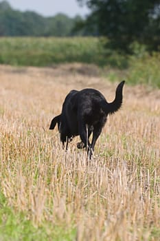 Dog from behind,running over stubble field