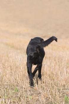 Dog from behind,running over stubble field
