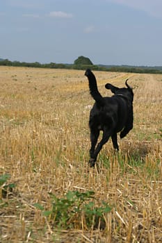 Dog from behind,running over stubble field