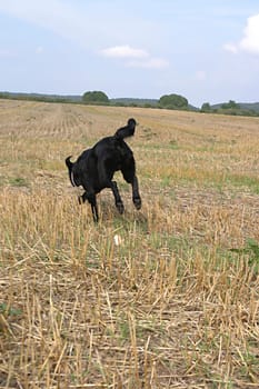 Dog from behind,running over stubble field