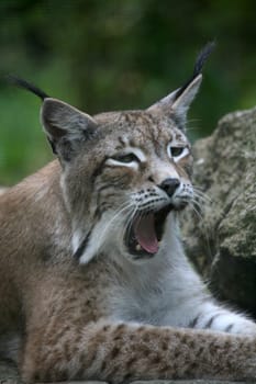 Eurasian lynx (northern lynx)