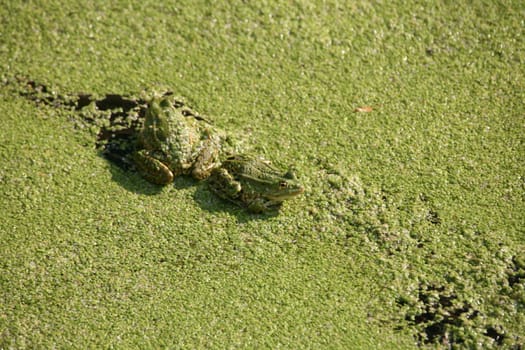 Water frogs on duckweed