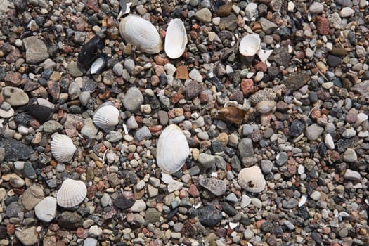 Stones and shells background