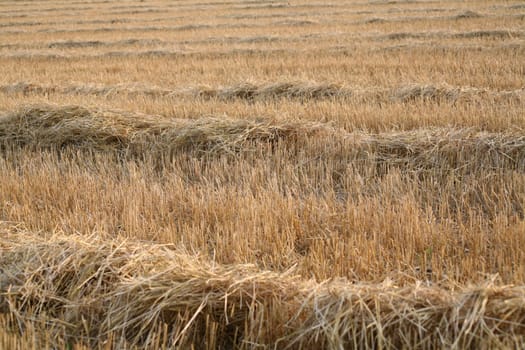 Stubble field with straw after harvest