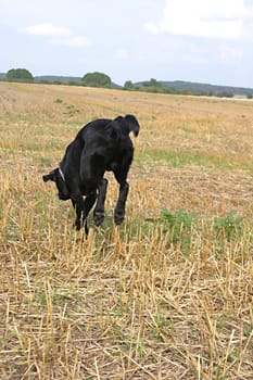 Dog from behind,running over stubble field