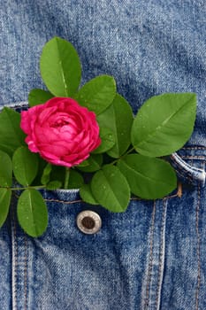 Rose in the buttonhole