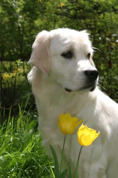 Retriver