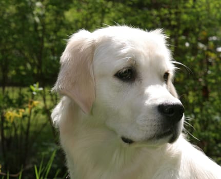 Love of animals