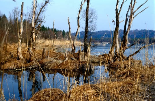 Moorland