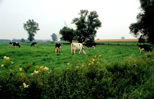 cow pasture