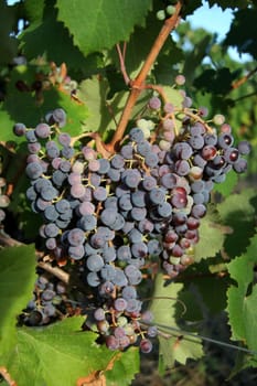 Grapevine