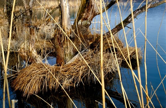 Moorland