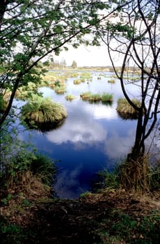 moorland