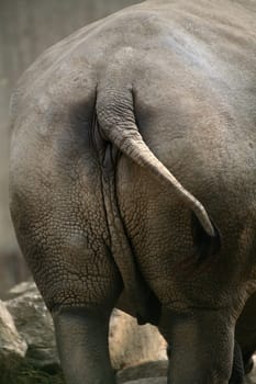 Ceratotherium simum - a beautiful back can also delight!