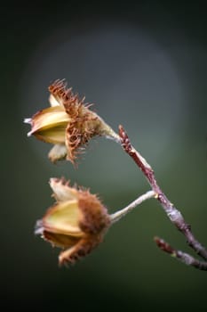 Fruits of European beech