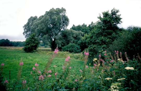 Meadow landscape