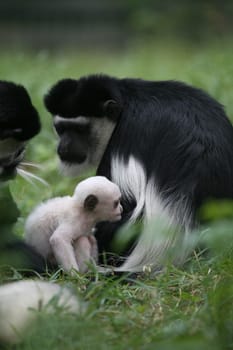 Guereza family with baby