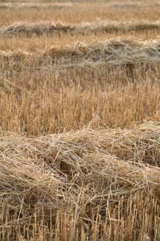 Stubble field with straw after harvest