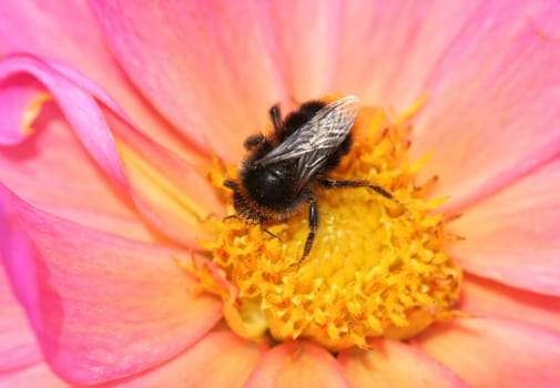 Bumblebee in pink...