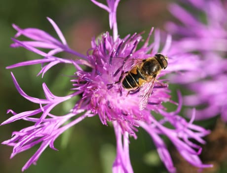 In search of nectar