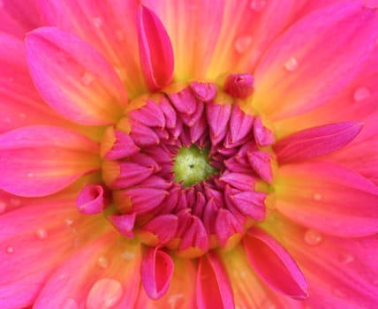 Pink...