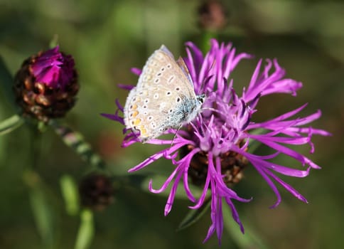 Here is the butterfly once again in a different view... for ease of identification.